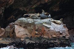 1144-Isole Ballestas,19 luglio 2013